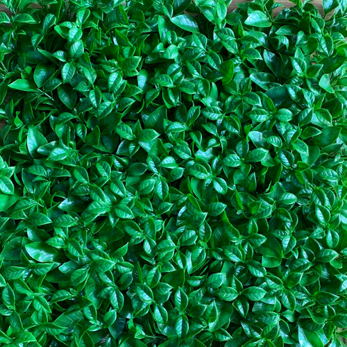 گرین وال مصنوعی