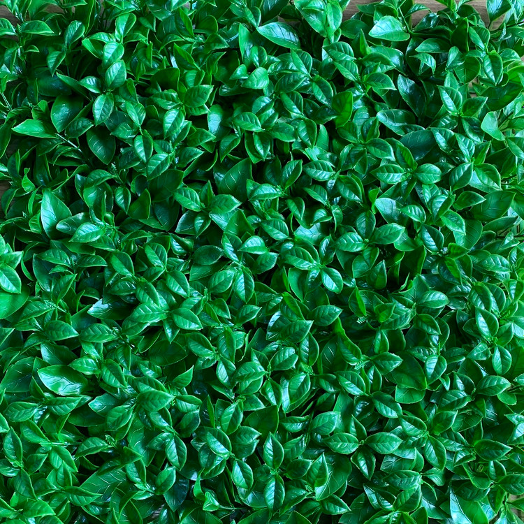 گرین وال مصنوعی